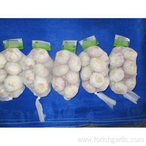 Normal White Garlic Crop 2019 Size 5.0